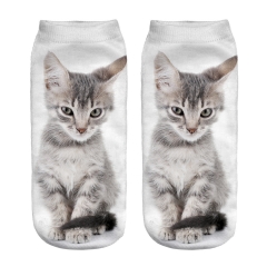 socks shy gray cat