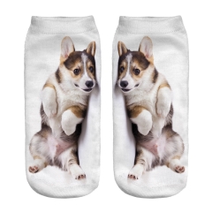 socks corgi puppy