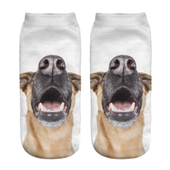 socks dogs nose
