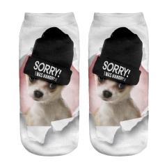 socks sorry beanie chihuahua