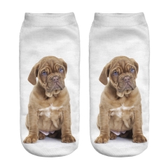 socks mastif puppy