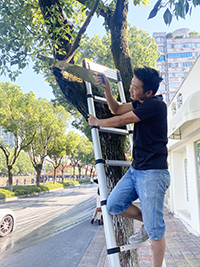 a man is pruning branches with telescopic ladder