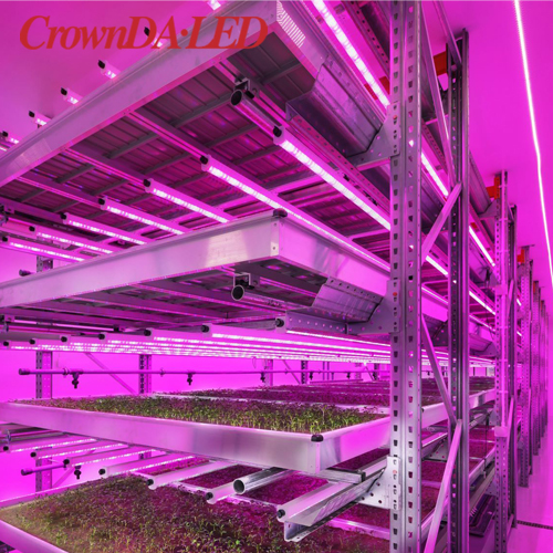 Legalization of cannabis cultivation and large-scale vertical farms, with over 300 domestic plant lighting industry chain manufacturers in China