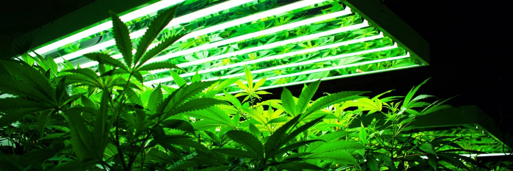 best led lights for growing cannabis