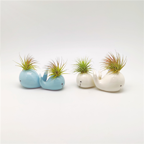 2/S Whales Air Plant Mounting Bases