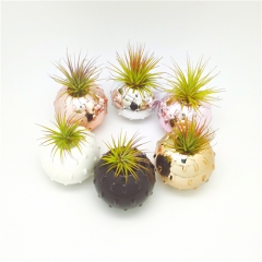 Air Plant Floating Ball Planter