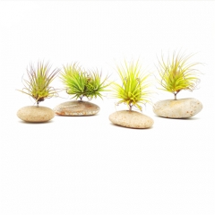 River Stone with Prong | Air Plant Mounting Bases
