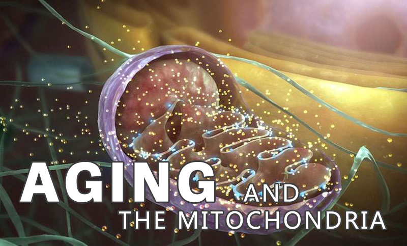 Aging and the Mitochondria