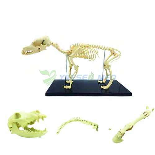 Animal Hospital Uso Pré-operação Cão Animal Canie Bone Model