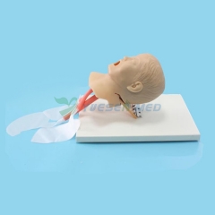 Advanced child trachea intubation model BIX-J4A