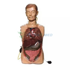 YSBIX-H80 Multifunctional Transparent Gastric Lavage Model