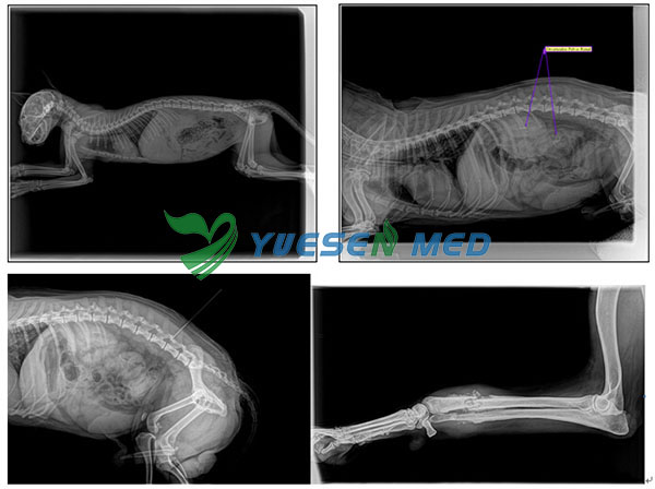 Digital X-ray System YSX040-C Test pictures for animal