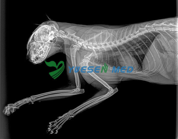 Digital X-ray System YSX040-C Test pictures for animal