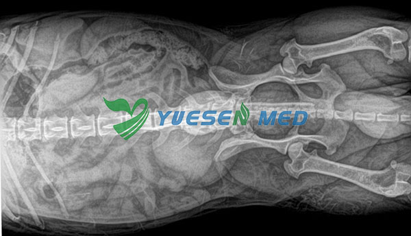 Digital X-ray System YSX040-C Test pictures for animal