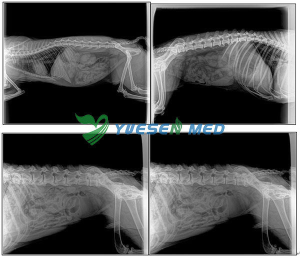 Digital X-ray System YSX040-C Test pictures for animal