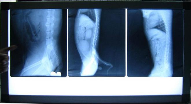  portable veterinary x-ray machine image