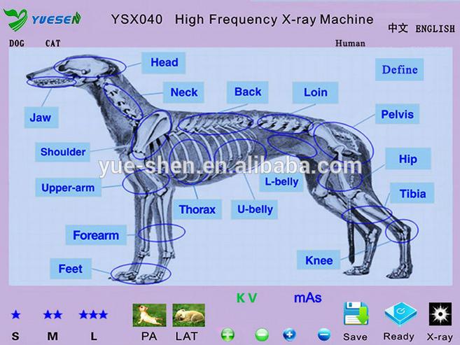 4kW Appareil de radiographie vétérinaire écran tactile
