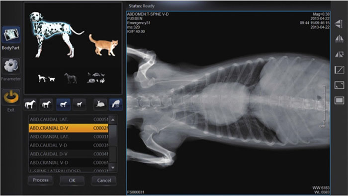 Veterinary DR détecteur Prix - Vet détecteur de radiographie numérique Software