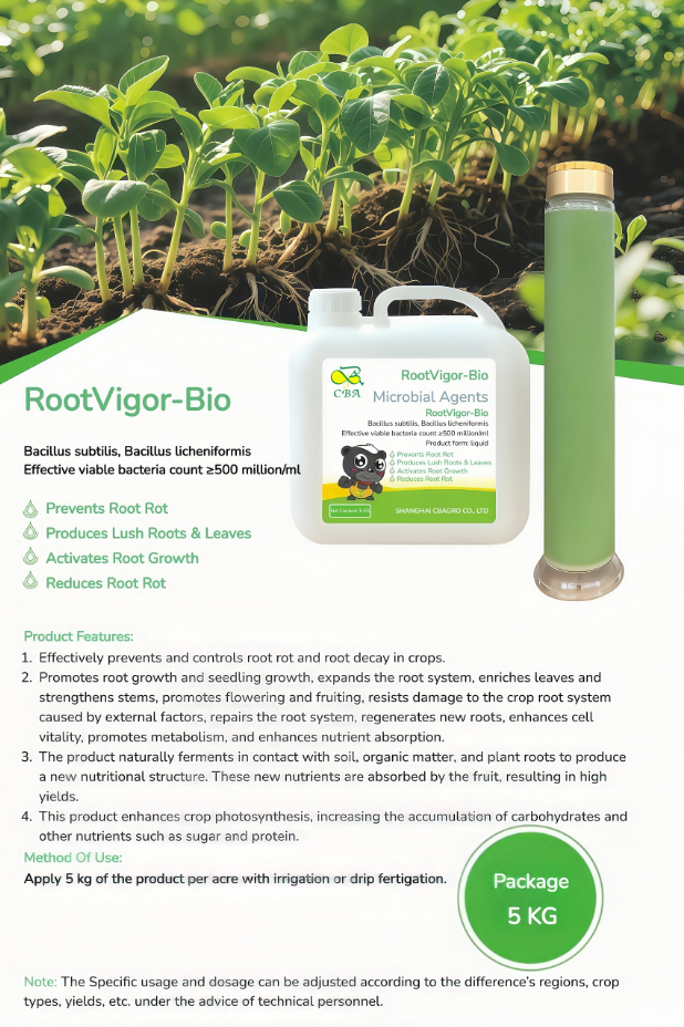 RootVigor-Bio biological bacterial fertilizers Bacillus subtilis, Bacillus licheniformis Effective viable bacteria count ≥500 million/ml ☆ Prevents Root Rot ☆ Produces Lush Roots & Leaves ☆ Activates Root Growth ☆ Reduces Root Rot