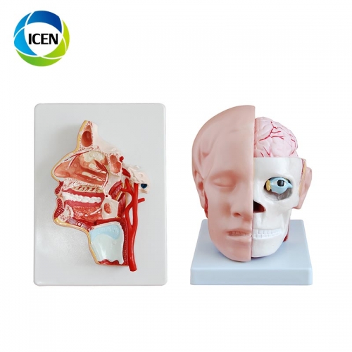 IN-305 CE ISO approved advanced medical frontal section head model artery human head anatomical model with brain