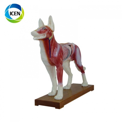 IN-502 animal model with muscle skaleton plastic Veterinarian's cat Acupuncture Model