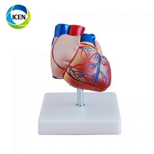 IN-306 PVC Life Size Heart Model anatomical human organs model for school teaching