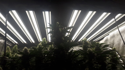 EDKFARM EDKIII led grow light for cannabis grow
