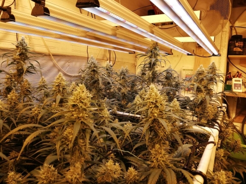 EDKFARM high power led grow light for cannabis gro...