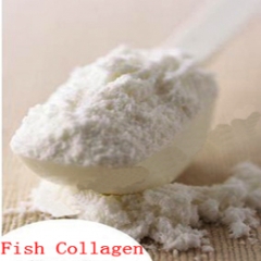 Fish Collagen Powder