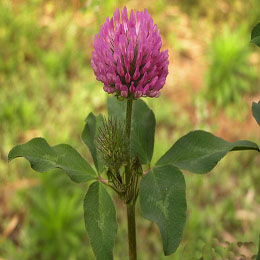 Red Clover Extract 40% Isoflavones