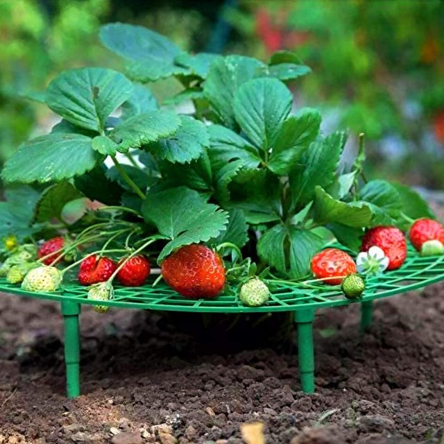 10 Packs Strawberry Plant Support Growing Frame, Keeping Fruit Elevated to Avoid Ground Rot and Dirt