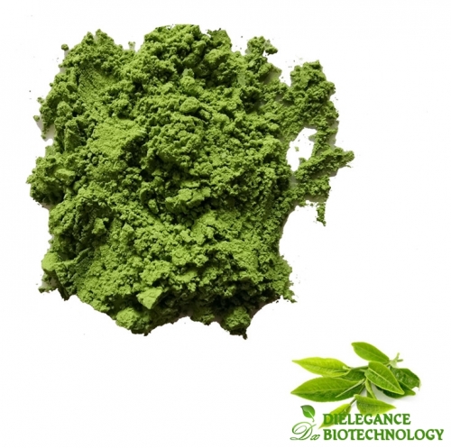 Bulk Organic Ceremonial Matcha Powder