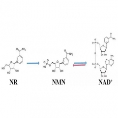 β-nmn Beta-nicotinamide Mononucleotide