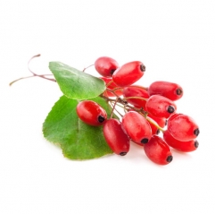 Berberis Vulgaris Extract Barberry Powder