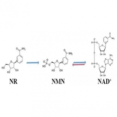 Beta Nicotinamide Mononucleotide