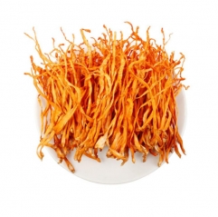 Organic Cordyceps Militaris Extract Powder