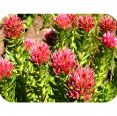 Rhodiola Rosea Root Extract Powder 3% Rosavins 1% Salidrosides