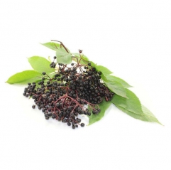 Sambucus Black Elderberry Extract