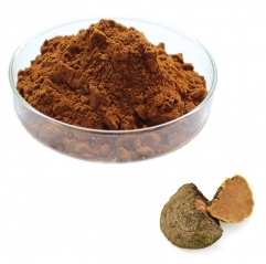 Phellinus Igniarius Extract Powder