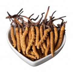 Cordyceps Sinensis Extract Powder