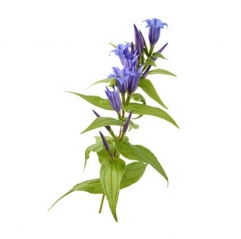 Gentian Scabra Root Extract