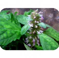 Ajuga Turkestanica Extract