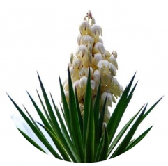 Liquid Yucca Extract Sarsaponin