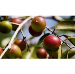 Camu Camu Fruit Extract