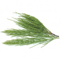 Horsetail Extract