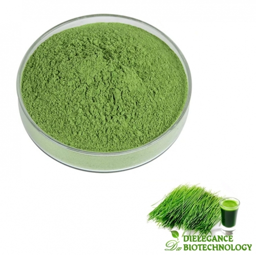 Groß Organic Zeremonielle Matcha Pulver