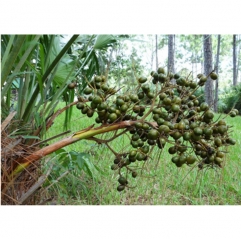 Saw Palmetto Berry Extract