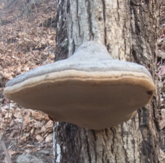 Tinder Conk Mushroom Extract