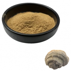 Fomes Fomentarius Extract Powder