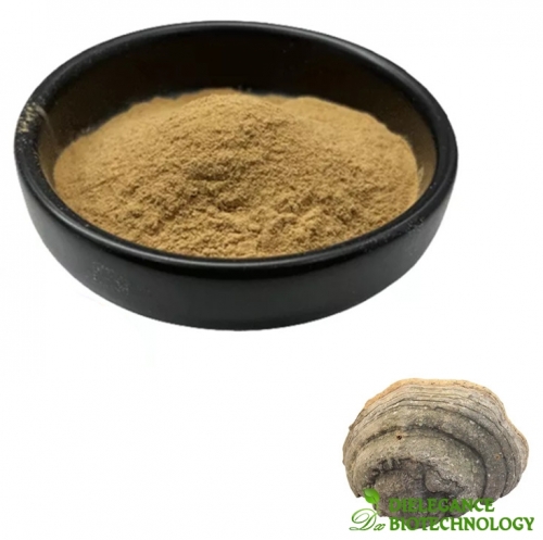 Fomes Fomentarius Extract Powder